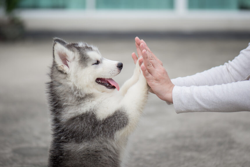 3 av 4 skaffar hund för sällskapet