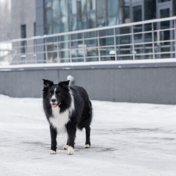 Borttappad hund gick till polisen