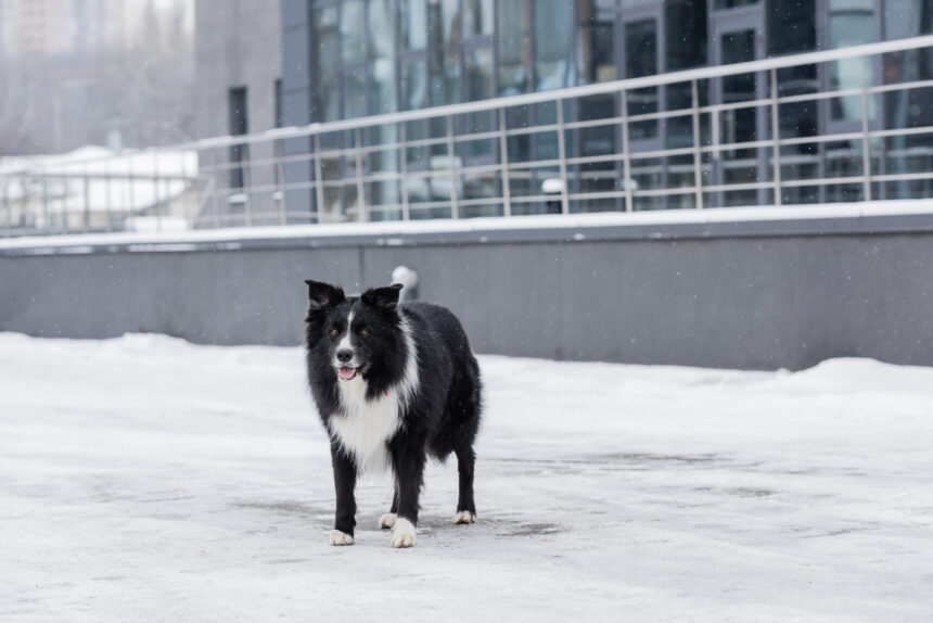 Borttappad hund gick till polisen