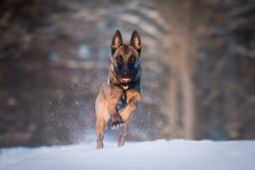 Malinois smartare än border collie