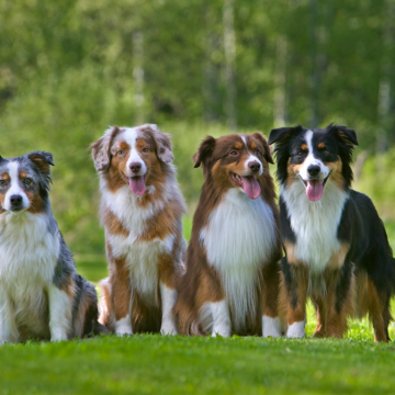 Årets raket - miniature american shepherd