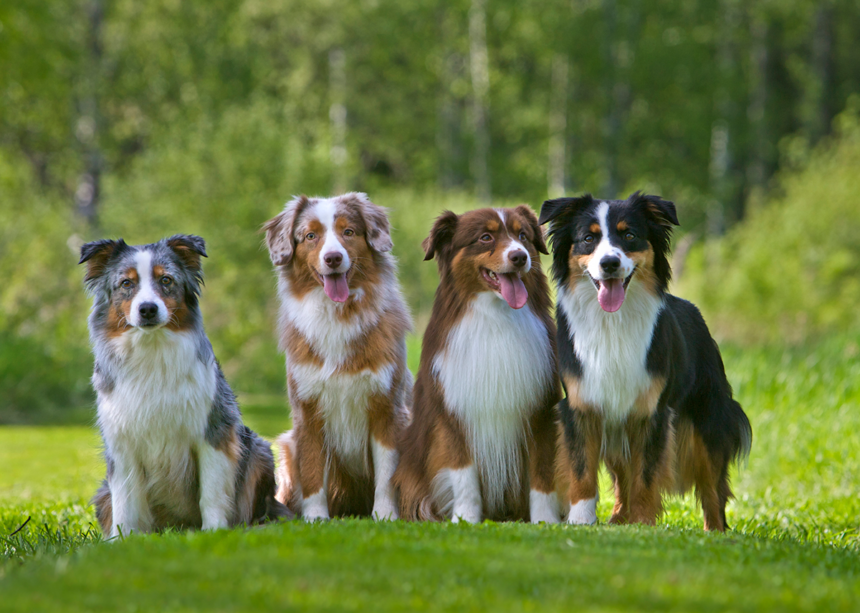 Årets raket - miniature american shepherd