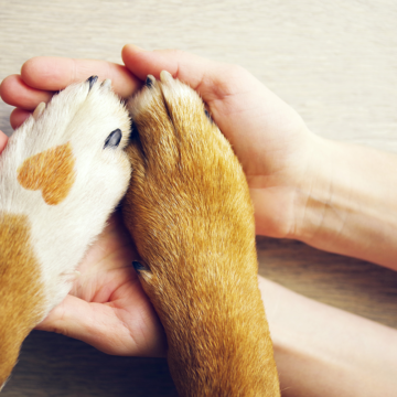 Vilket kärleksspråk talar din hund?