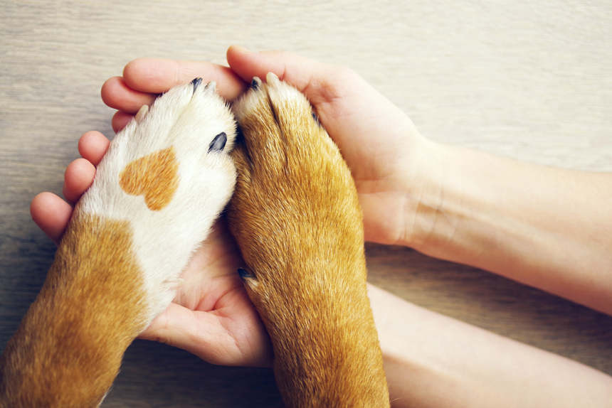 Vilket kärleksspråk talar din hund?