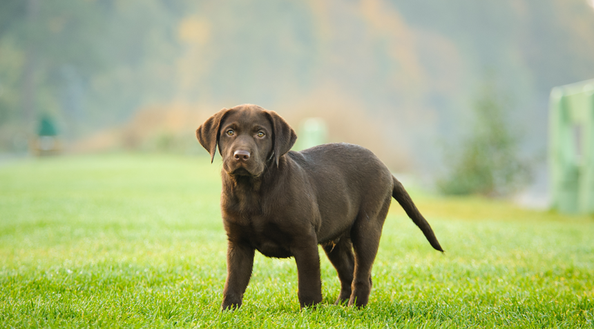 Är din hund överviktig?