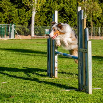 Stor hundfest i Kalmar i maj