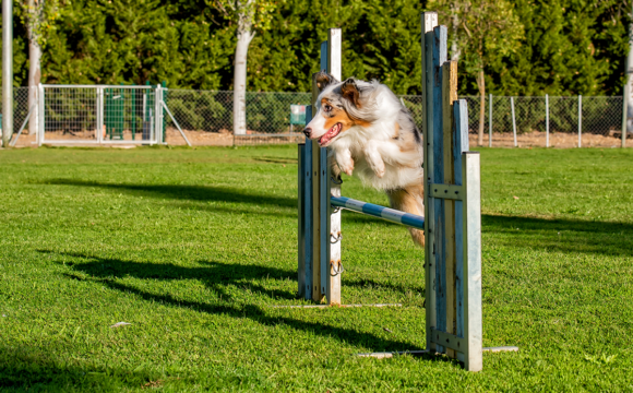 Stor hundfest i Kalmar i maj