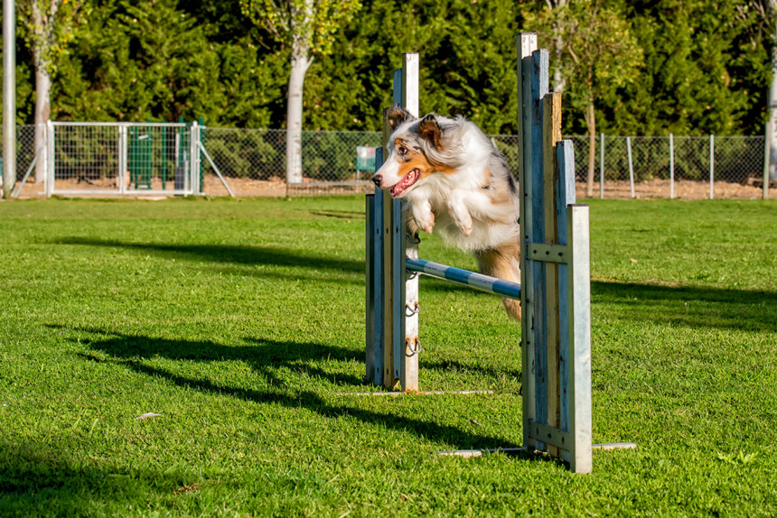 Stor hundfest i Kalmar i maj