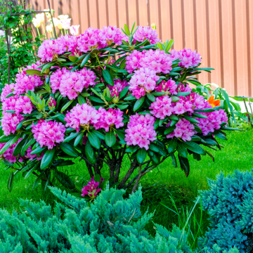 Farliga blomster hemma och på promenaden