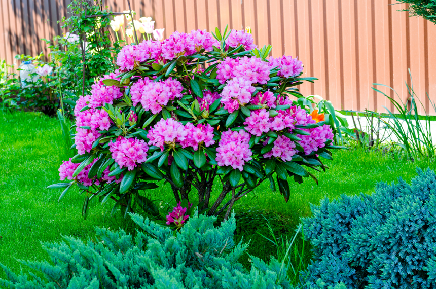 Farliga blomster hemma och på promenaden