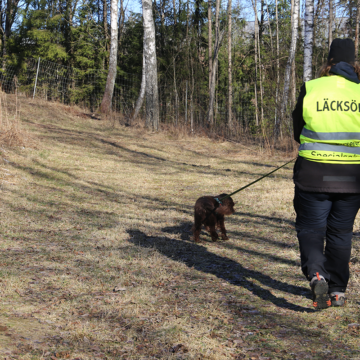 Fyrbent konsult nosar upp läckor