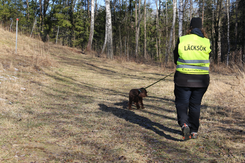 Fyrbent konsult nosar upp läckor