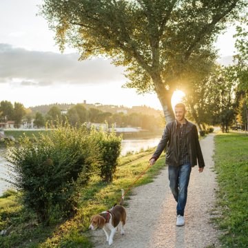 Promenera för hemlösa hundar