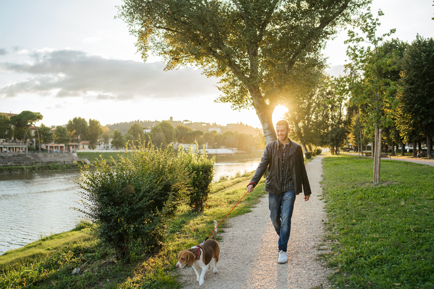 Promenera för hemlösa hundar