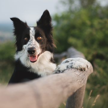 Vem blir Sveriges bästa hundkommun?