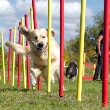 Hundfest - Agility-SM i Stockholm