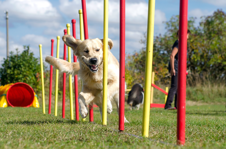 Hundfest - Agility-SM i Stockholm