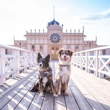 Varberg är Sveriges bästa hundkommun