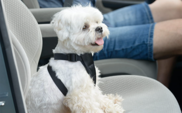 Många hundar åker farligt på bilsemestern