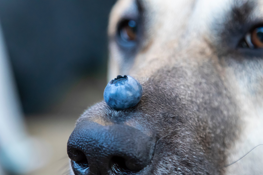 Superfoods för hunden