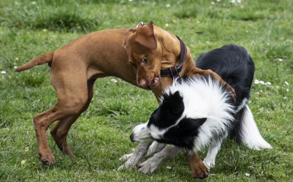 Hög risk för skador vid hundslagsmål