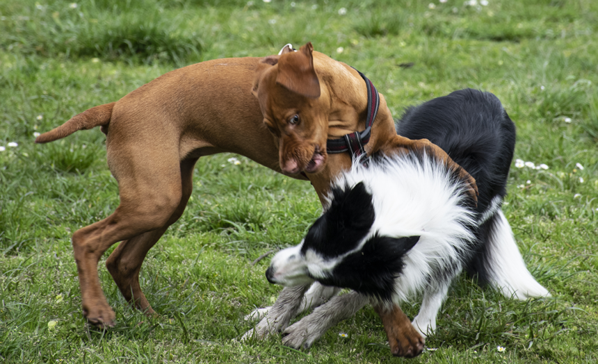 Hög risk för skador vid hundslagsmål