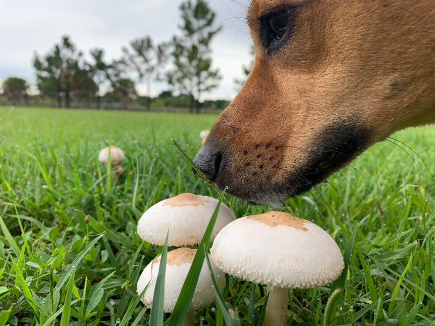 Se upp för farlig svamp i skogen