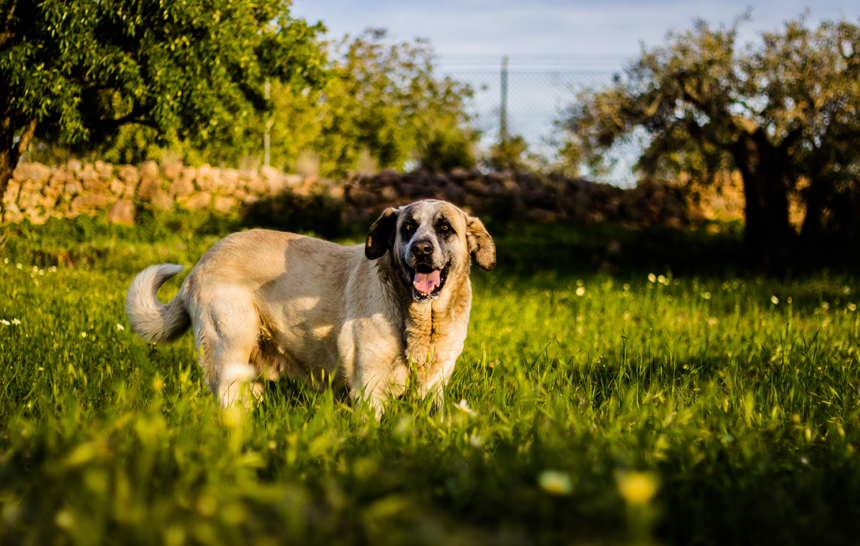 Världens äldsta hund är död