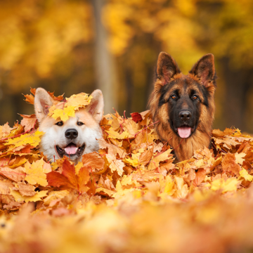 Hösttips för hundägare