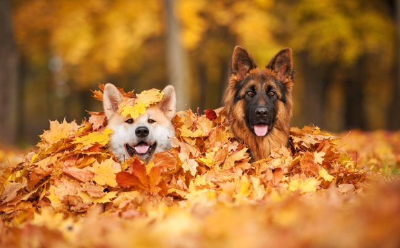 Hösttips för hundägare