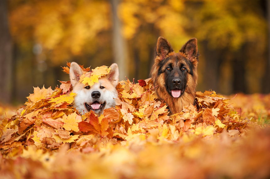 Hösttips för hundägare