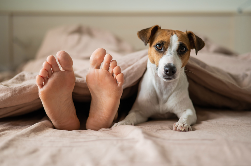 70 procent låter hunden sova i sängen
