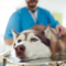 Ny forskning om kostnader inom veterinärvården