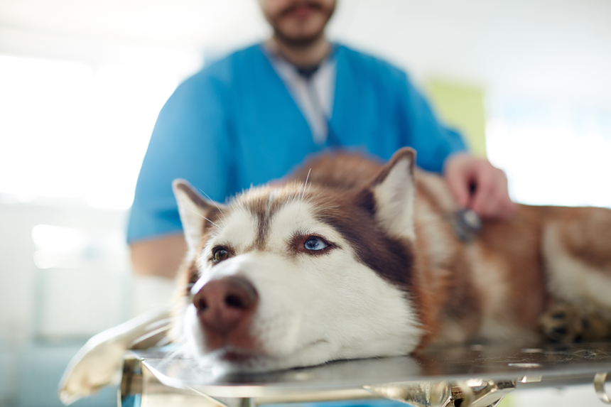 Ny forskning om kostnader inom veterinärvården