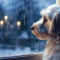 Hundar kan också bli vinterdeppiga