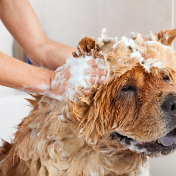 Farliga ämnen i hundschampo
