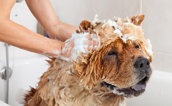 Farliga ämnen i hundschampo