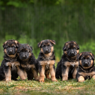 Bli fodervärd åt Försvarsmaktens hundvalpar