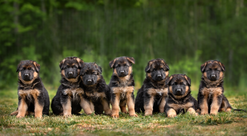 Bli fodervärd åt Försvarsmaktens hundvalpar