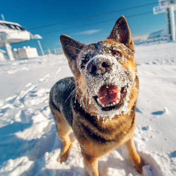 Mer pengar till hundforskning