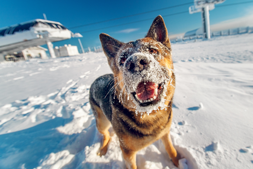 Mer pengar till hundforskning