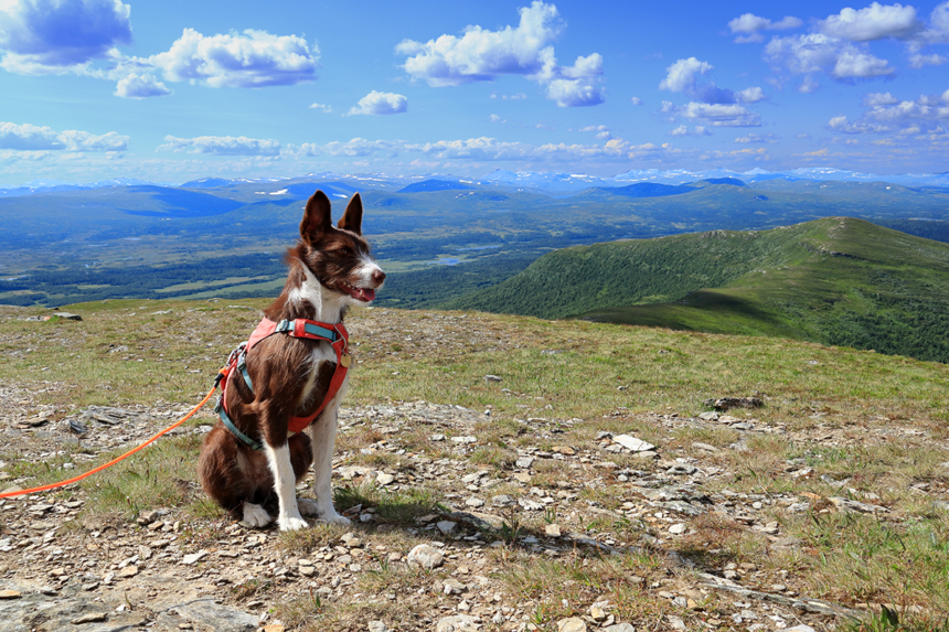 Jämtland toppar hundligan