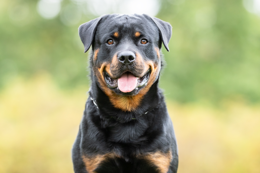 Åldrande påverkar hundars spermakvalitet