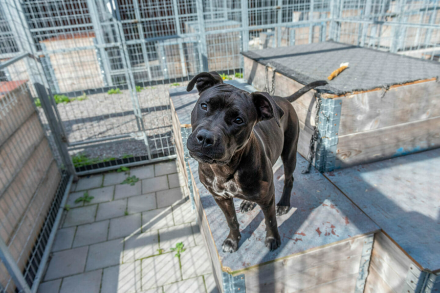 Nytt hundstall öppnar i Skåne