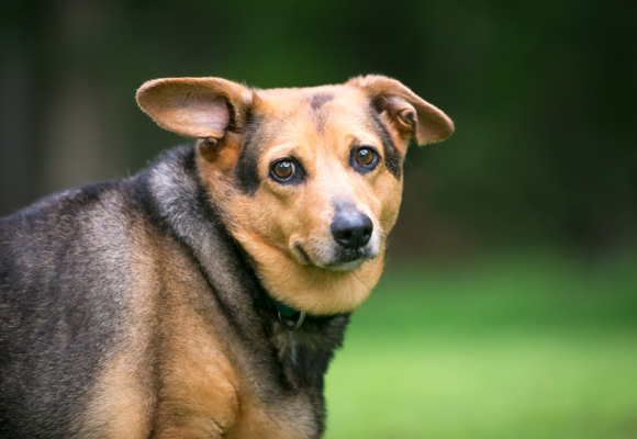 Överviktiga hundar – ett hälsohot