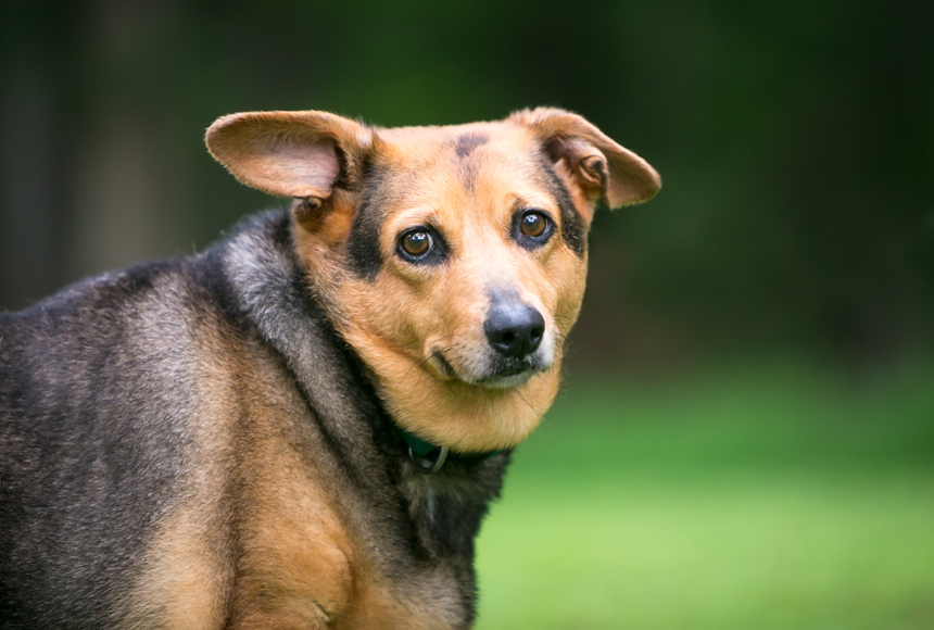 Överviktiga hundar – ett hälsohot