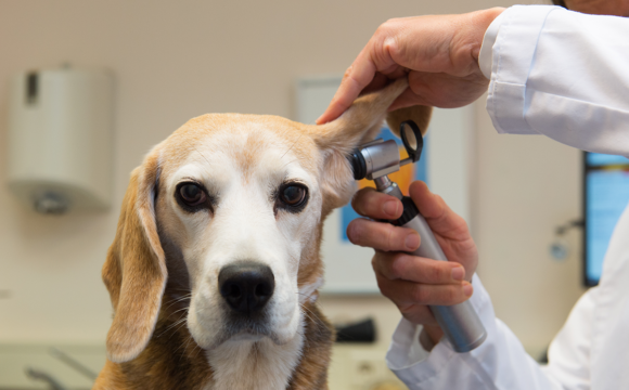 Bättre veterinärbesök med Fear Free