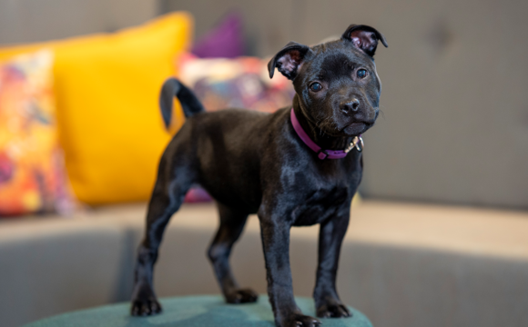 Staffordshire bullterrier erbjuds mentalindex