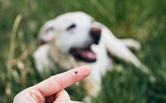 Så skyddar du din hund från fästingar
